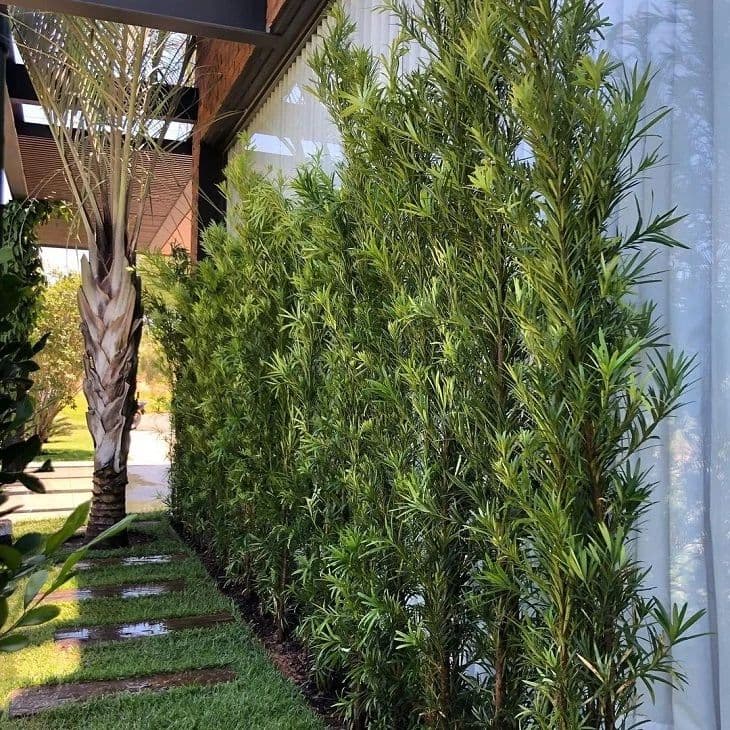 Podocarpus — Podocarpus macrophyllus