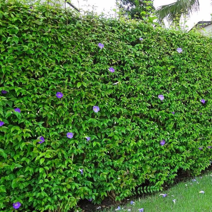 Tumbérgia — Thunbergia grandiflora